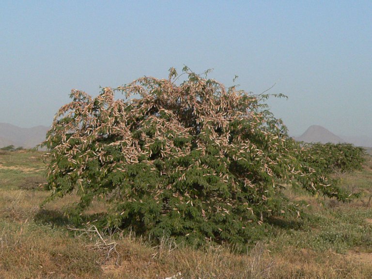 Schistocerca gregaria part of a settled swarm sudan ChriKo 4.0.jpg