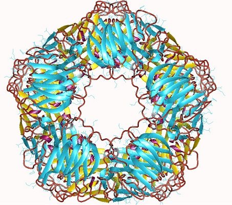 c reactive protein drawing.jpg