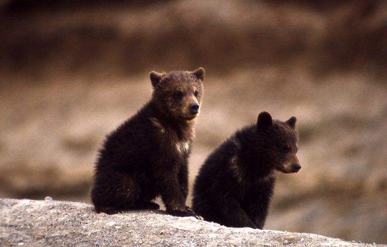 Grizzly_Bear_cubs NPS public domain.jpg
