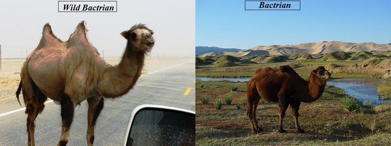 bactrian camels.jpg