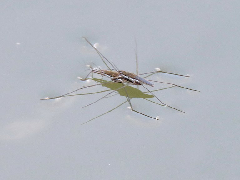 Mating_Gerridae_in_Ochiai_Park.jpg