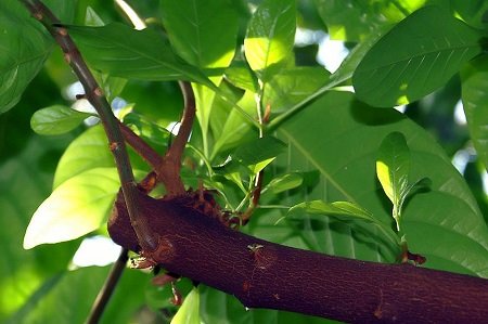 Cinchona pubescens quinine bark2zz  Photo by David J. Stang 4.0.jpg