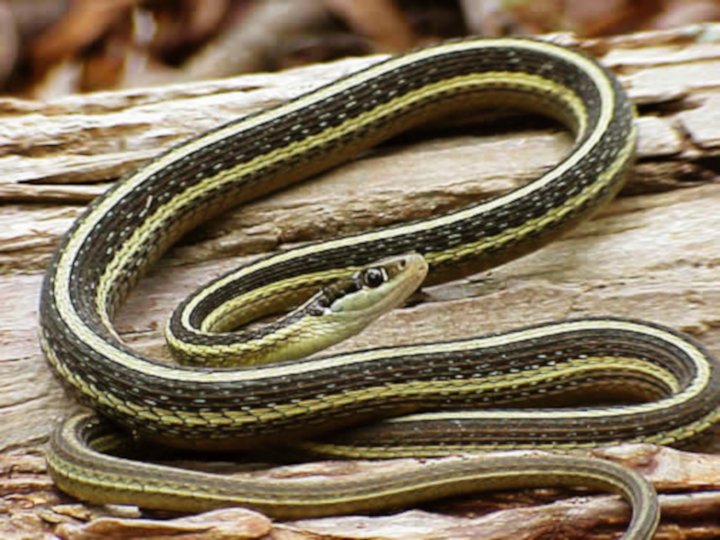 EasternRibbonSnake  Ande9174 at English Wikipedia public.jpg