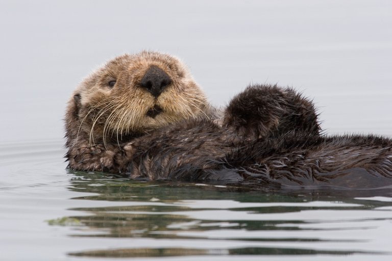 Sea otter morro Mike Michael L. Baird 2.0.jpg