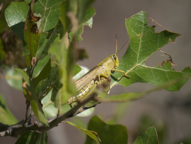 Schistocerca lineata  xpda 4.0.jpg