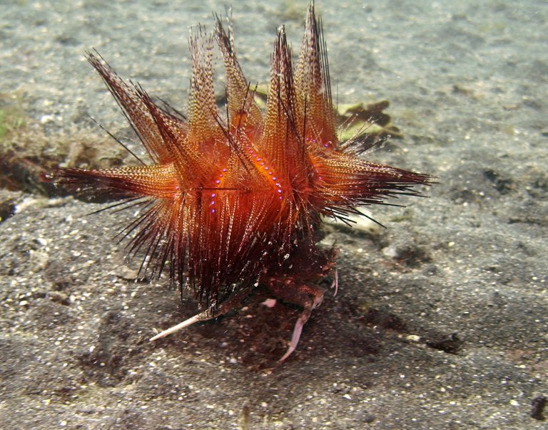 Carrier Crab_Dorippe_frascone_with_Red_Radiant_Sea_Urchin_Astropyga_radiata.jpg