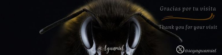 Gracias por tu visita abeja (3).jpg