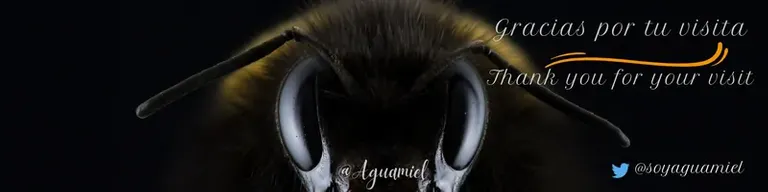 agradecimiento abeja.png