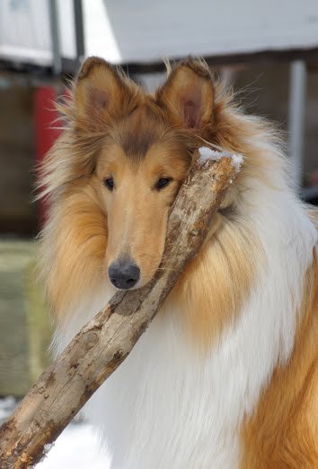 215659collie.jpg