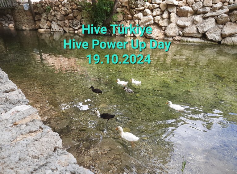 Hive Türkiye Topluluğu - 18. Hive Power Up Day 