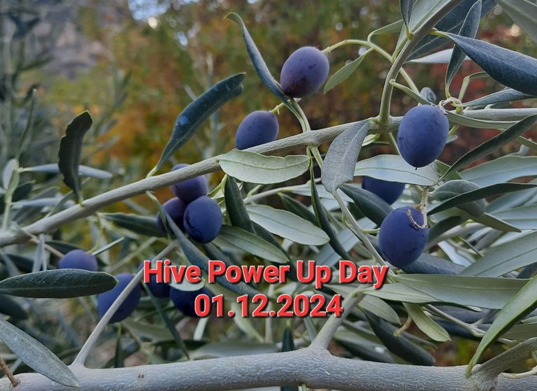 Hive Power Up Day 01.12.2024