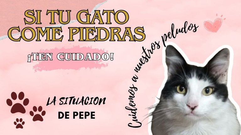 si tu gato come piedras.jpg