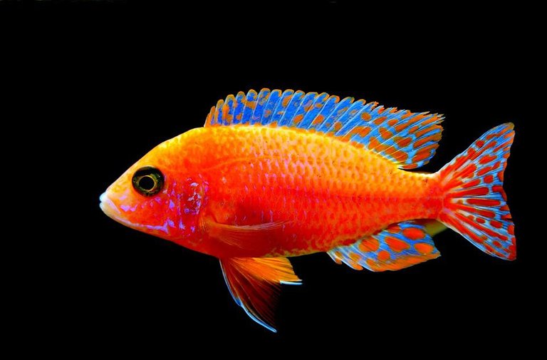 fairy-wrasse-3975299_960_720.jpg