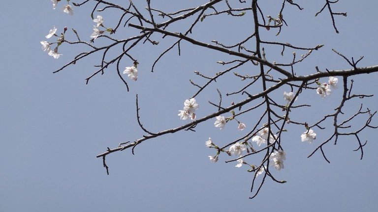 8大谷山の桜.jpg