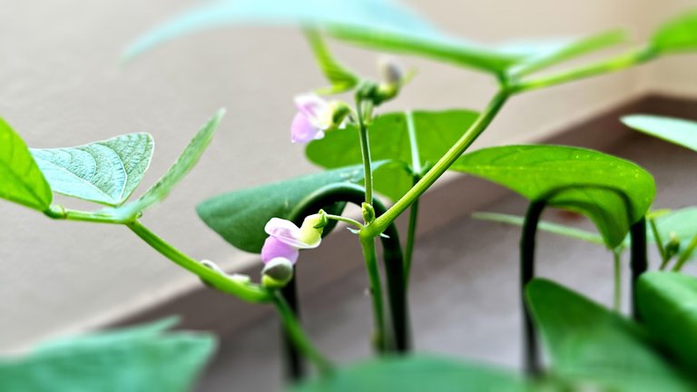 【Vegetable garden on balcony】Flowering and fruiting of string beans/【ベランダ菜園】いんげん豆の開花と結実/[ENG/JPN]
