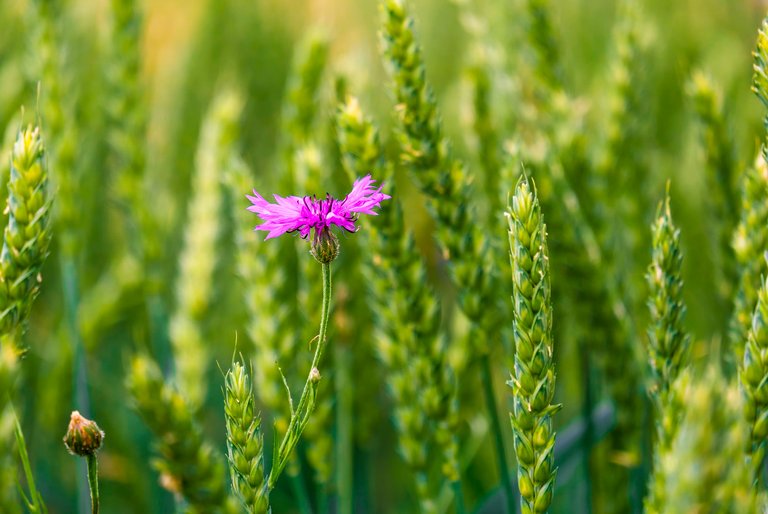 cornflower5294876_1920.jpg