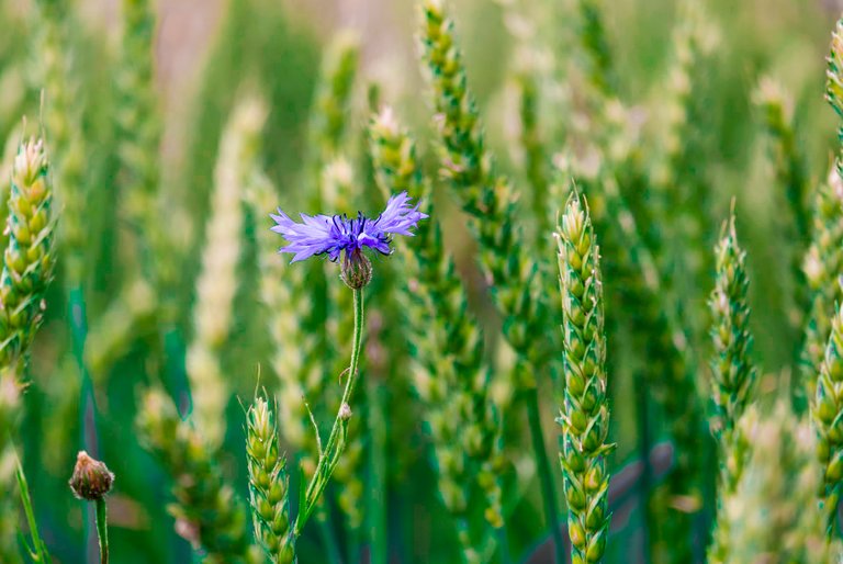 cornflower5294876_1920 3.jpg