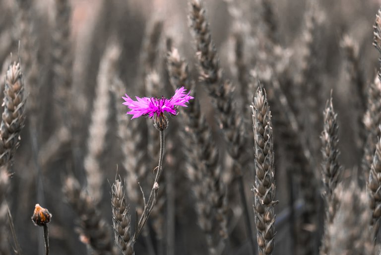 cornflower5294876_1920 2.jpg