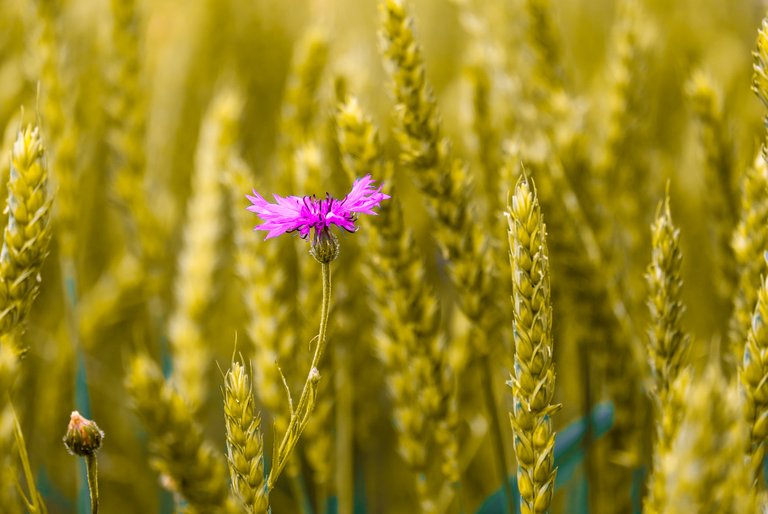 cornflower5294876_1920 1.jpg