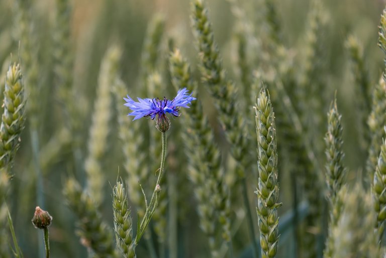 cornflower5294876_1920.jpg