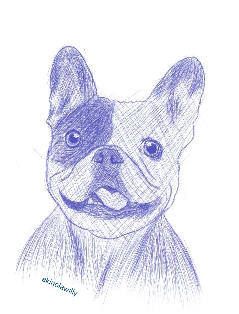 Pen drawing: A drawing of a bull dog.