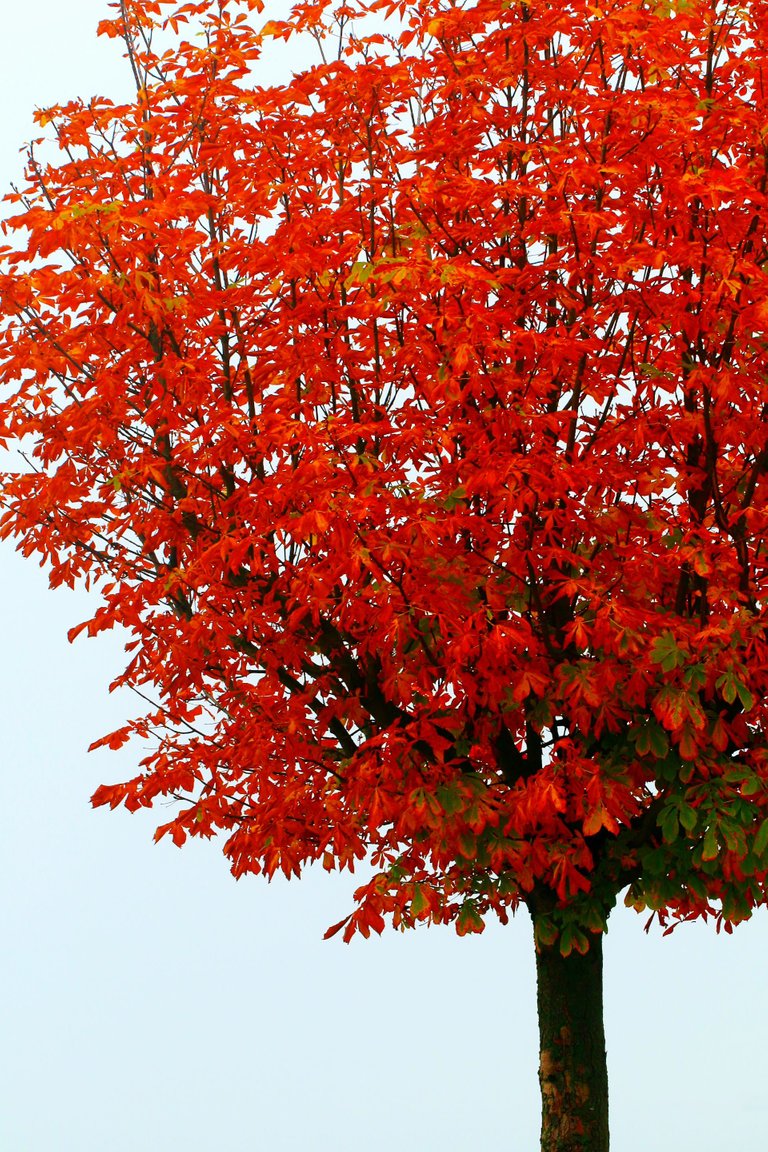 Baum in rot.jpg