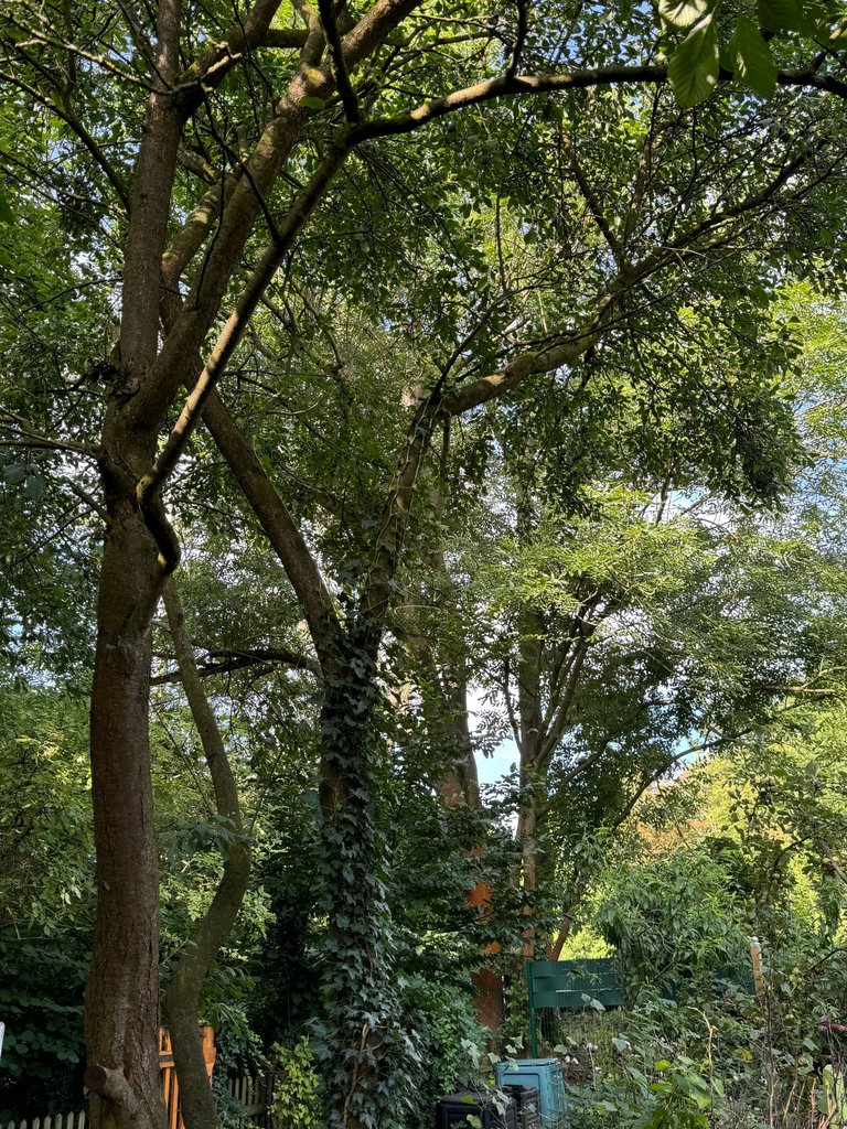 5411670E-AAB8-4D77-A5F1-AC08CD9457C6_1_201_a.jpeg