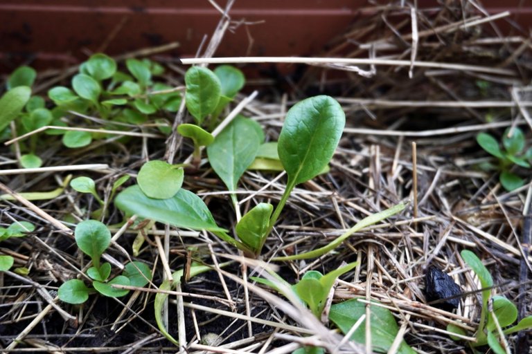 Spinach appearing among the corn salad