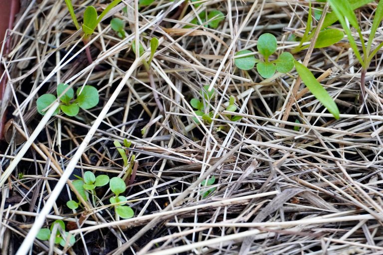 Lambs lettuce comes out as well!