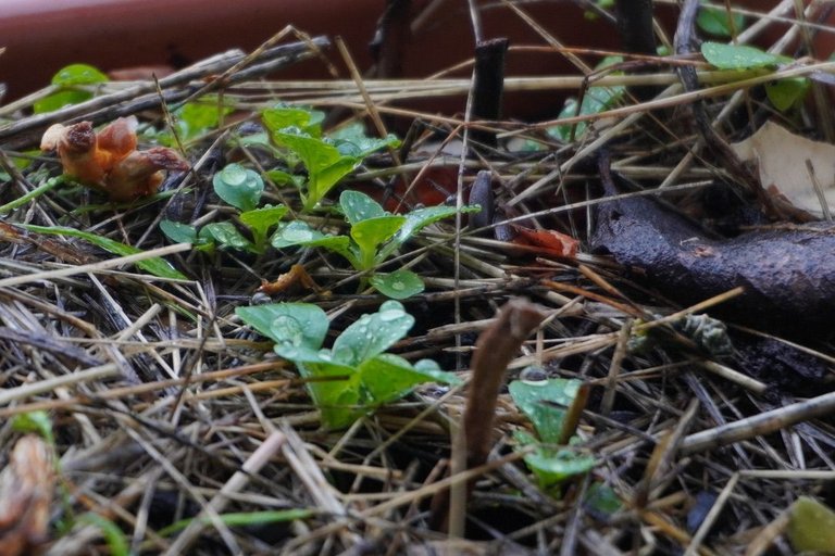 Lamb's lettuce, almost ready to harvest