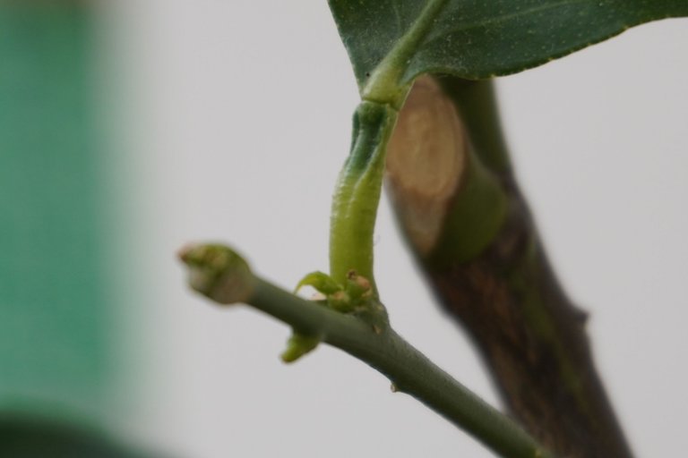 New shoots on the outdoor lemon tree despite the cold