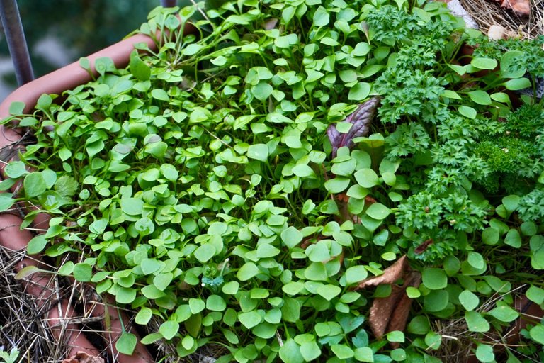 Purslane ... I definitely sowed too much seeds 😅