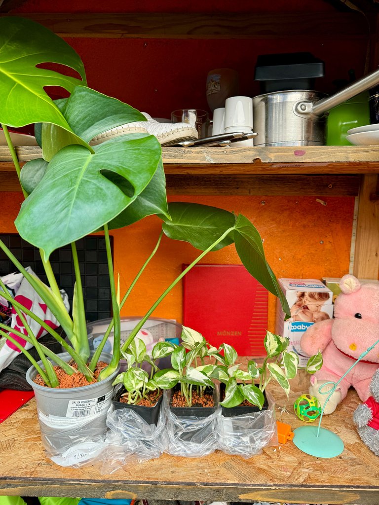 Plants I propagated went to my friends and also to swap shelves