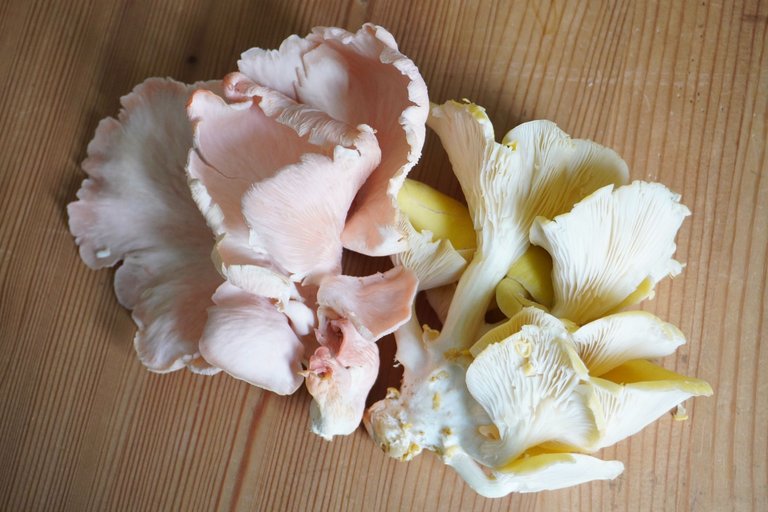 Oyster mushrooms