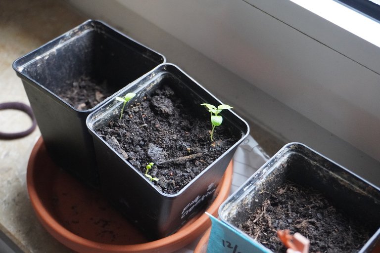 Hive fig and red shiso germination test