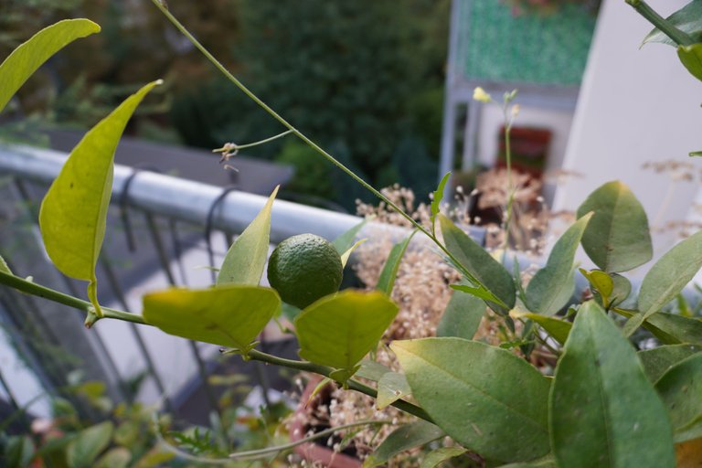Yuzu fruit grows slowly but steadily
