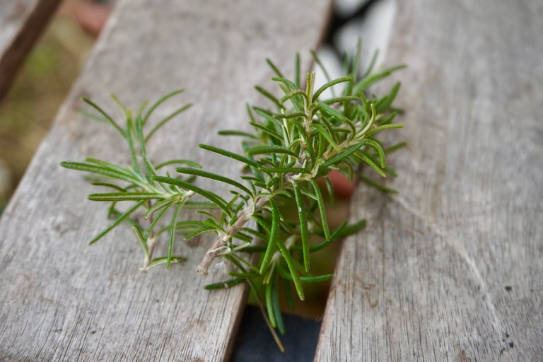 Rosemary from my balcony, still thriving despite the winter.