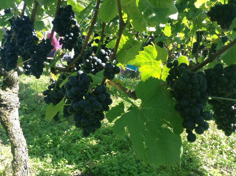 A vineyard in southern Germany