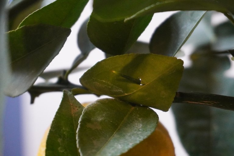 Yuzu thorn damages a leaf ...