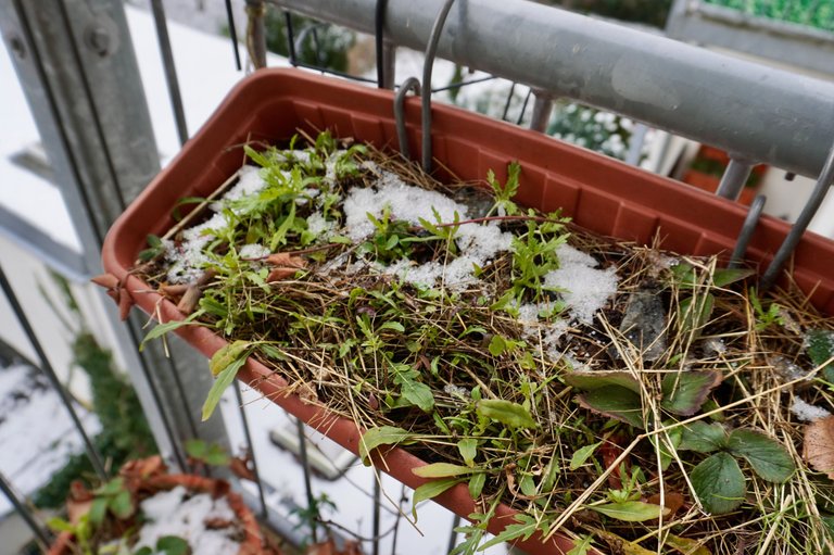 Snow-covered plants before adding fleece