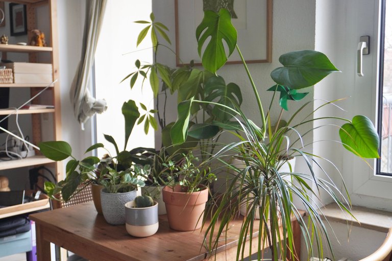 Indoor plant family photo