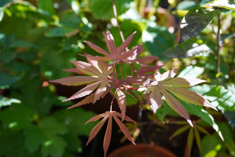 Japanese maple tree I bought early this year to add taste of my home country