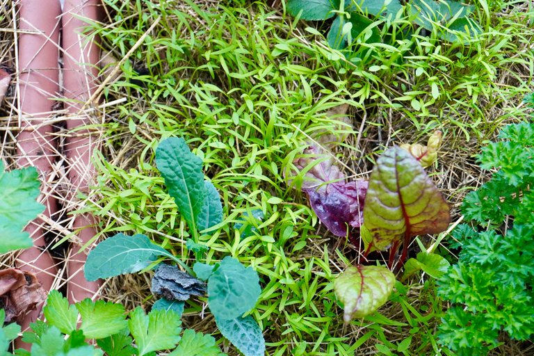 A bit over sown purslane ...