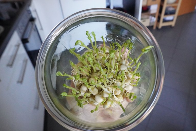 Close-up of the Pea Shoots - slow growth but doing good