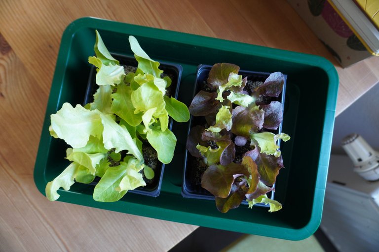 Salad seedlings from a home improvement store