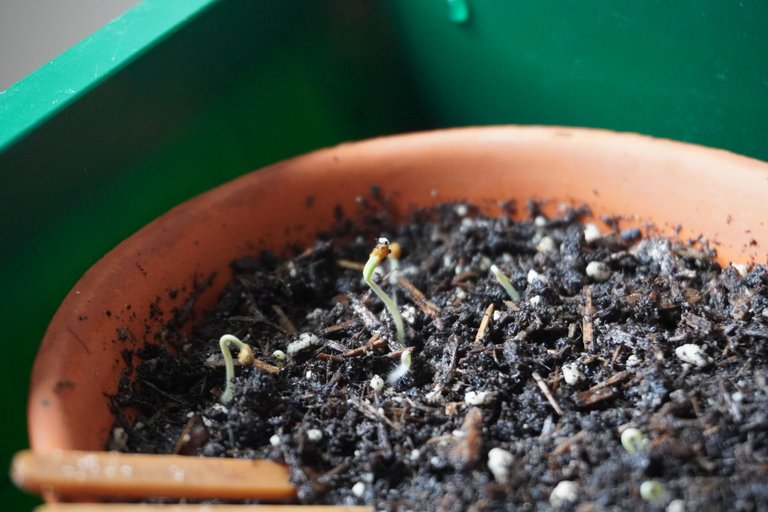 Tomato seedlings sprouting