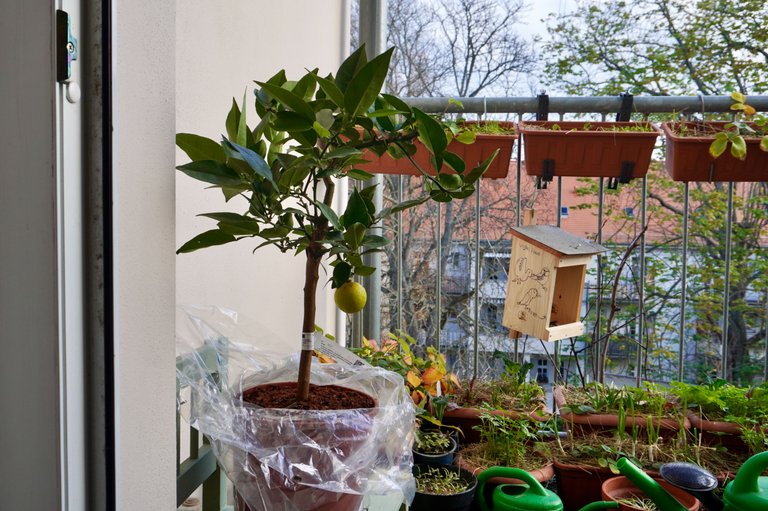 My micro balcony garden with the newcomer, Yuzu tree