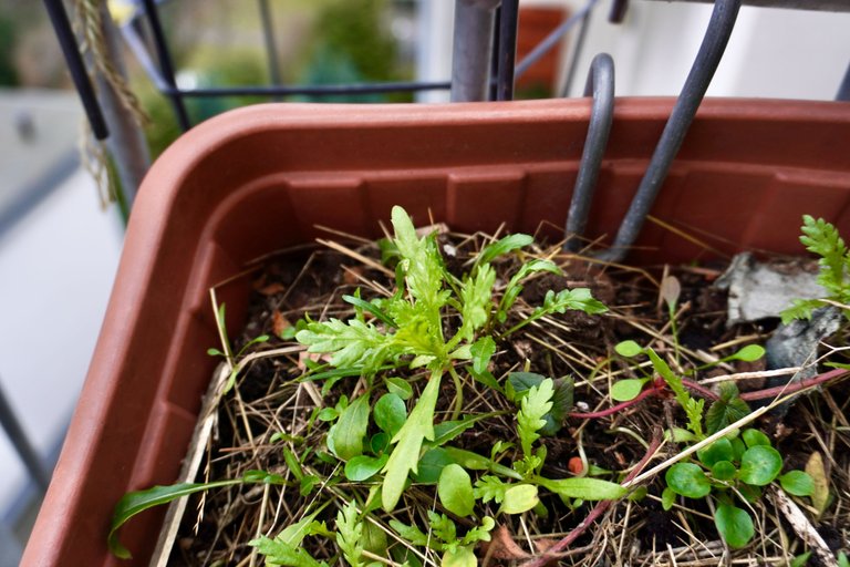 Beloved chrysanthemum greens