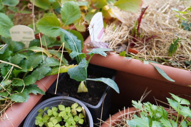 Black Kale in a Pot