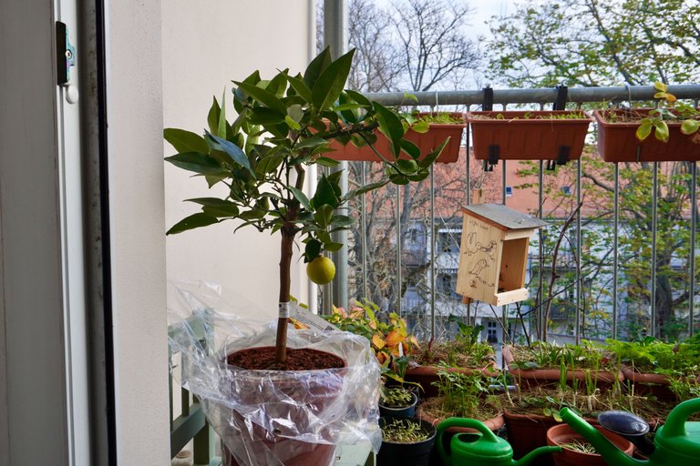 Yuzu tree on the balcony